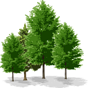 FOREST COMPANY SRL
