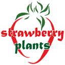 STRAWBERRY PLANTS SRL