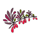 BERBERIS SRL