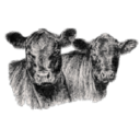GREEN FARMSEL SRL