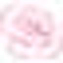 ROSALIA FLOWERS SRL