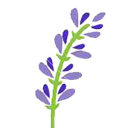 LAVANDA LOLA BEAUTY S.R.L.