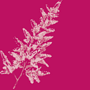 ASTILBE S.R.L.